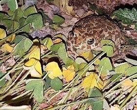 Rare dangerous night stalking leopard toad.